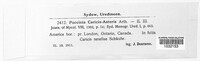 Puccinia caricis image